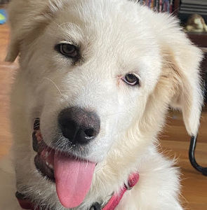 Meet your Posher, Debbie